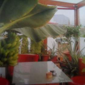 Foto inzerátu PRODÁM 3 KUSY BANÁNOVNÍKŮ+4 KUSY LÉČIVÉ ALOE VERA!!