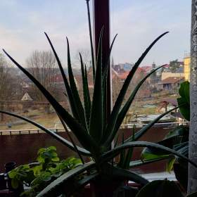 Foto inzerátu PRODÁM 3 KUSY BANÁNOVNÍKŮ+4 KUSY LÉČIVÉ ALOE VERA!!