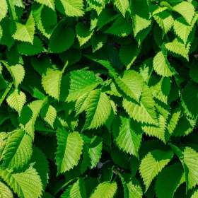 Foto inzerátu Podzimní VÝPRODEJ: Kouzelný (zázračný) živý plot - Jilm sibiřský - bezkonkurenční cena!