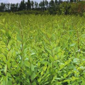 Foto inzerátu Podzimní VÝPRODEJ: Kouzelný (zázračný) živý plot - Jilm sibiřský - bezkonkurenční cena!