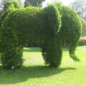 Foto inzerátu Podzimní VÝPRODEJ: Kouzelný (zázračný) živý plot - Jilm sibiřský - bezkonkurenční cena!