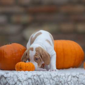 Foto inzerátu Saintgermainský ohař