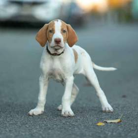Foto inzerátu Saintgermainský ohař