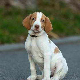 Foto inzerátu Saintgermainský ohař