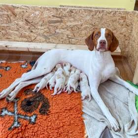 Foto inzerátu Saintgermainský ohař