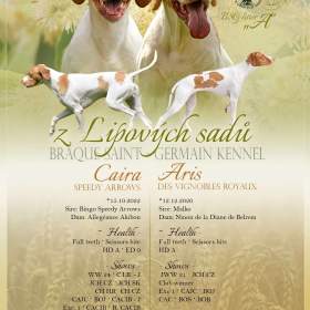 Foto inzerátu Saintgermainský ohař