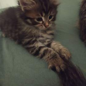 Foto inzerátu Daruji mourovaté kotatka