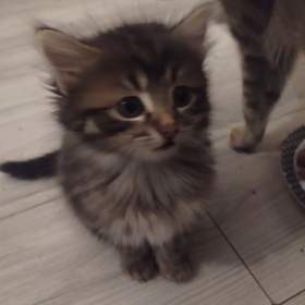 Foto inzerátu Daruji mourovaté kotatka