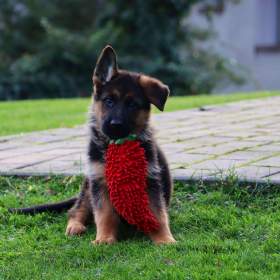 Foto inzerátu Německý ovčák