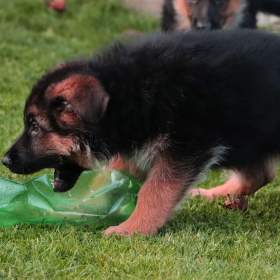 Foto inzerátu Německý ovčák