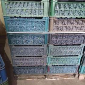 Fotka k inzerátu Trnky- bystricky - kvalita / 19449649