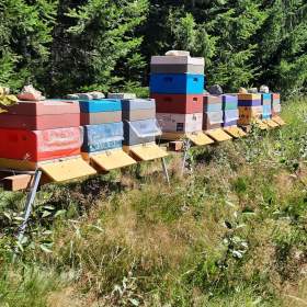 Fotka k inzerátu Nabídka lesního a květového medu z jižních Čech nejen v Praze / 19269750