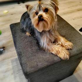 Foto inzerátu Yorkšírksy teriér ke krytí