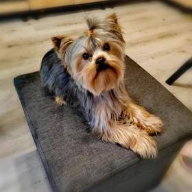 Foto inzerátu Yorkšírksy teriér ke krytí