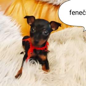 Fotka k inzerátu Trpasličí pinč bez PP  / 19131587