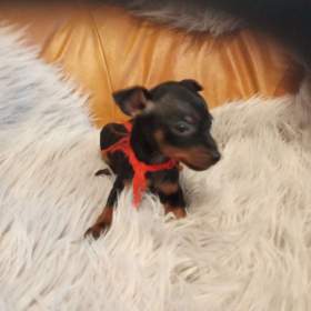 Foto inzerátu Trpasličí pinč bez PP 