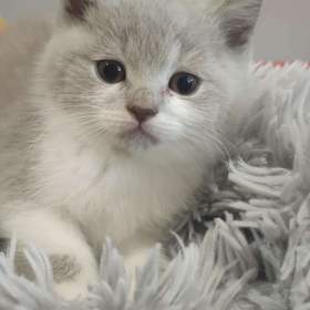 Foto inzerátu Britská koťata