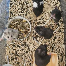 Fotka k inzerátu Křeček syrsky / 19613975