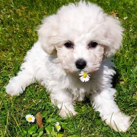 Fotka k inzerátu Bišonek Frisé poslední kluk / 19131587