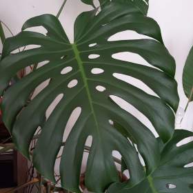 Fotka k inzerátu Monstery královské (mladé) / 16920516