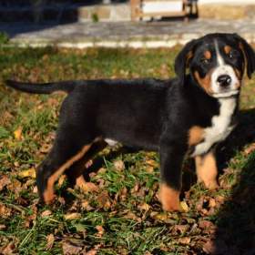 Fotka k inzerátu Velký švýcarský salašnický pes s PP / 19634950