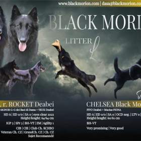 Fotka k inzerátu Belgický ovčák groenendael a tervueren s PP / 19634950