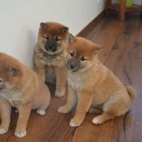 Fotka k inzerátu Shiba inu s průkazem původu -  holčičky  / 17699382