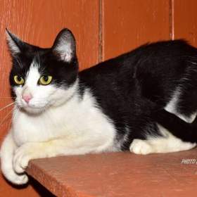 Darujeme nalezenou kočičku / 19635490