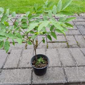 VISTÁRIE / 19635574