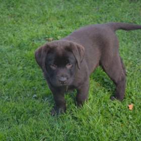 Foto inzerátu Labrador