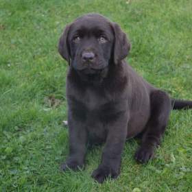 Foto inzerátu Labrador