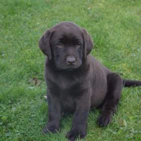 Foto inzerátu Labrador