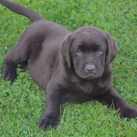 Foto inzerátu Labrador