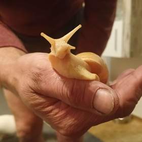 Fotka k inzerátu Šnek OBLOVKA obrovská - Achatina fulica rodatzi / 19619022