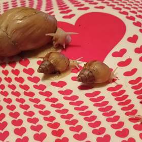 Fotka k inzerátu Šnek OBLOVKA obrovská - Achatina fulica rodatzi / 19176041