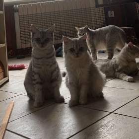 Foto inzerátu Britská koťata