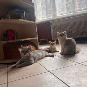 Foto inzerátu Britská koťata