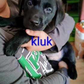 Fotka k inzerátu Štěňátka labradora  / 18161350