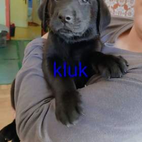 Foto inzerátu Štěňátka labradora