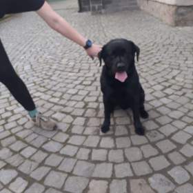 Foto inzerátu Štěňátka labradora