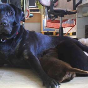 Foto inzerátu Štěňátka labradora