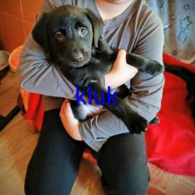 Foto inzerátu Štěňátka labradora