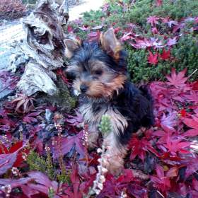 Fotka k inzerátu Jorkšírský terier s PP / 19312835