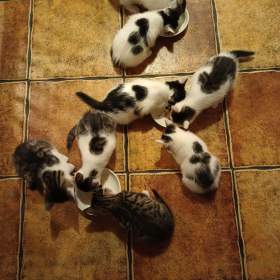 Fotka k inzerátu KOŤATA HLEDAJÍ DOMOV / 18499433