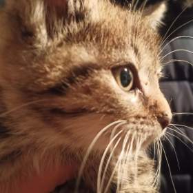 Foto inzerátu Koťátko Britská x 