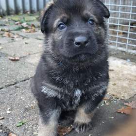 Foto inzerátu NO štěňata s PP 