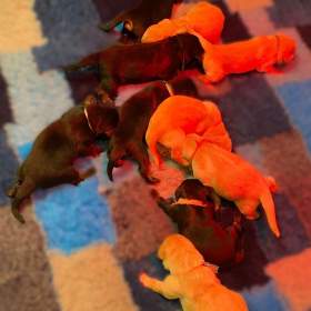 Foto inzerátu Nabídka štěňat hovawarta s PP