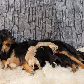 Nabídka štěňat hovawarta s PP / 19638927