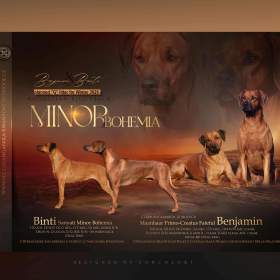 Fotka k inzerátu Rhodéský ridgeback -  fenka s PP / 17996735