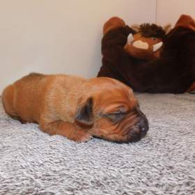 Foto inzerátu Rhodéský ridgeback - fenka s PP